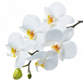 Стол обеденный Танго белый/Орхидея в Покровске - pokrovsk.katalogmebeli.com | фото 3